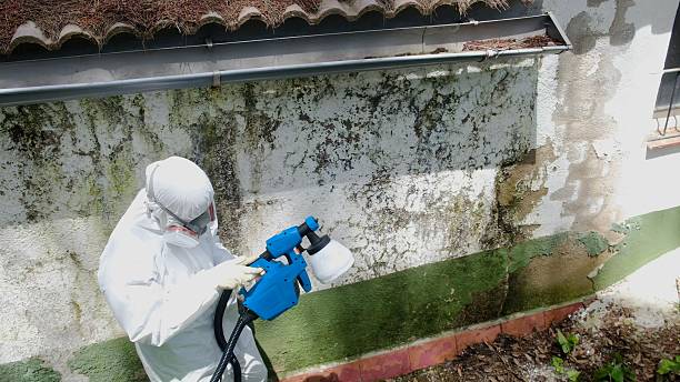 Trusted Black Mold Removal service in Waynesboro, PA - Cheap Mold Removal